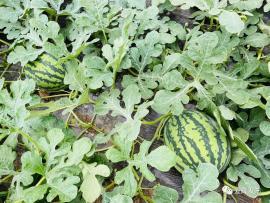 吃网红瓜的平台叫啥来着,揭秘那些热门话题背后的秘密  第1张